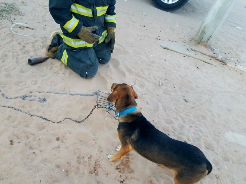 Rescata Protección Civil a mascota
