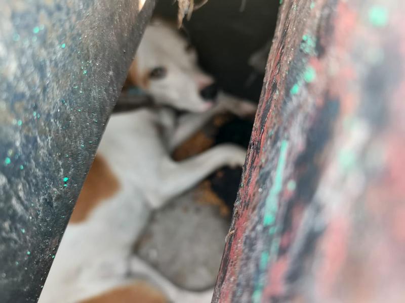 Rescata protección animal a canino atrapado en rejilla de desagüe