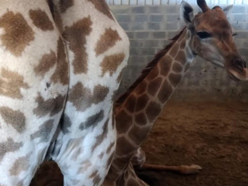 Rescatan 15 jirafas en malas condiciones de resort Brasileño