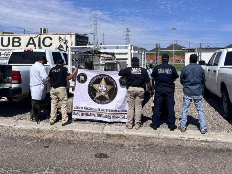 Rescatan 30 perros tras cateo por presunto maltrato en Hermosillo