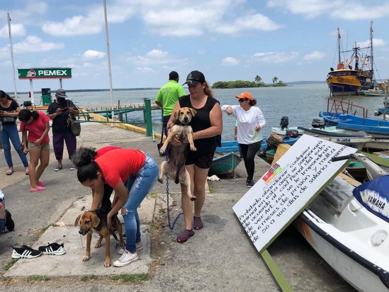 Rescatan 4 perros abandonados en Isla de Alvarado