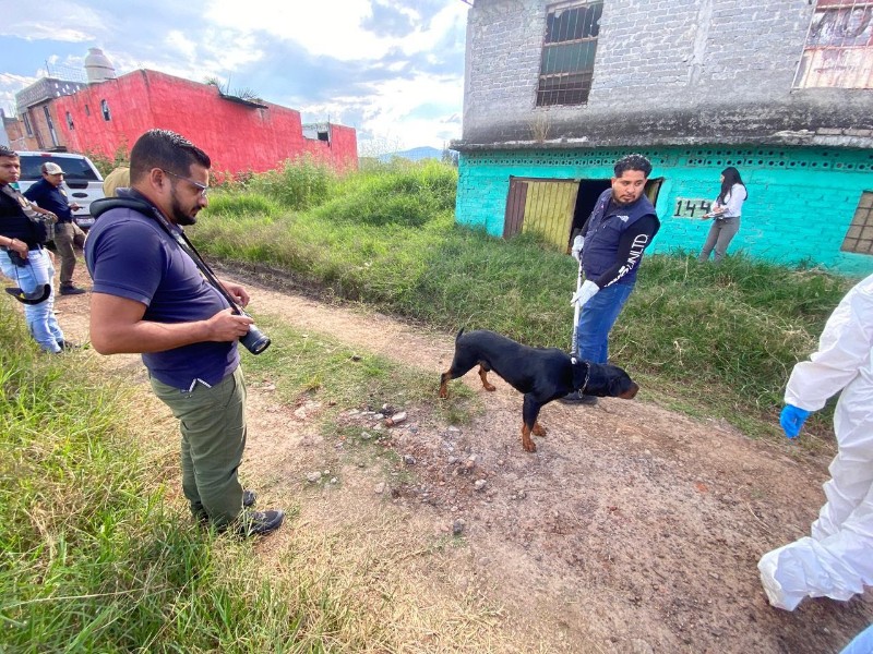 Rescatan a 10 perros de maltrato animal en Morelia