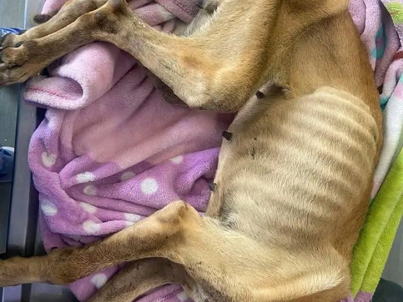 Rescatan a 11 perros maltratados en El Marqués