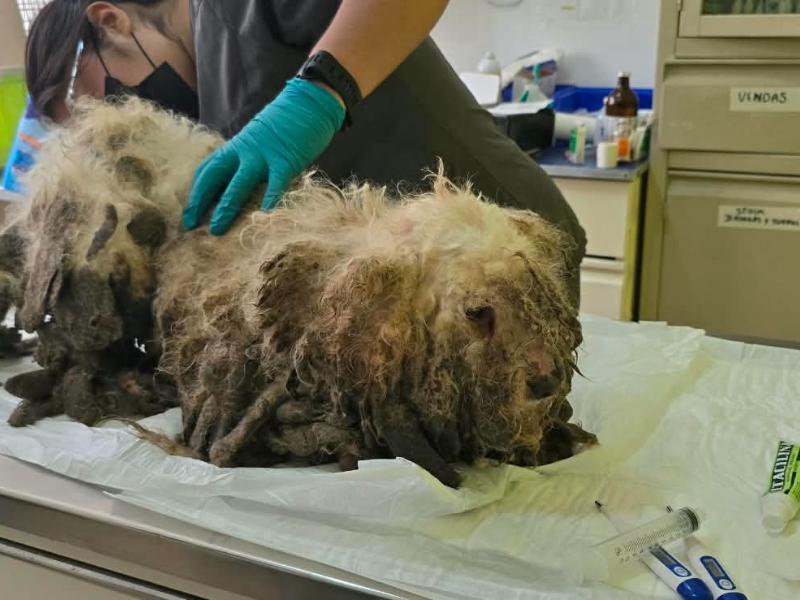 Rescatan a 18 animales maltratados en operativo municipal en San Buenaventura