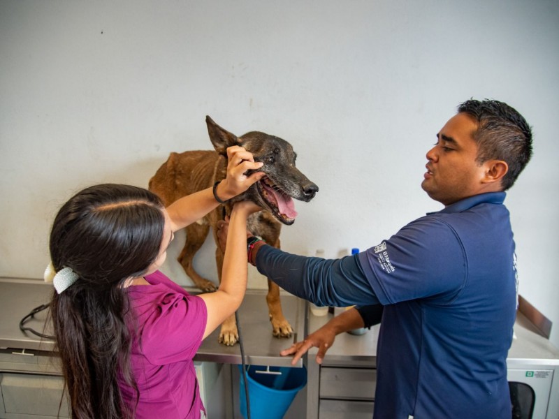 Rescatan a 20 perros en situación de maltrato