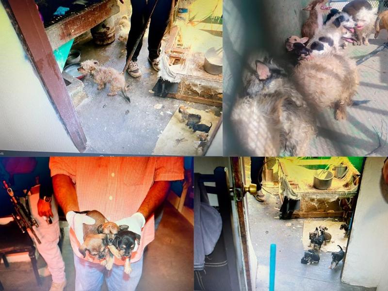 Rescatan a 22 perros durante cateo por maltrato animal en Cajeme