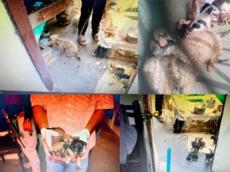 Rescatan a 22 perros durante cateo por presunto maltrato animal