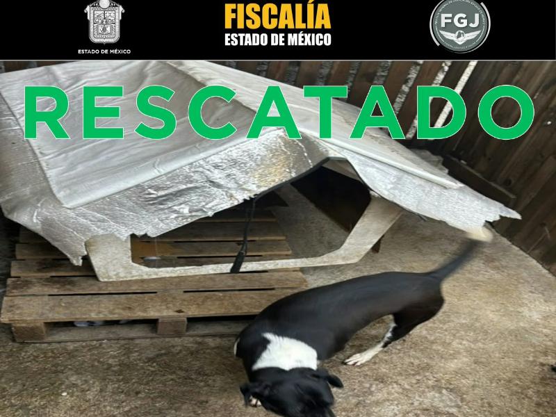 Rescatan a 39 animales tras cateo por maltrato animal en Ecatepec