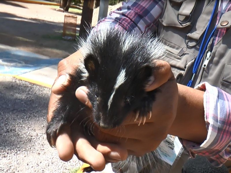 Rescatan a 4 zorrillos bebes