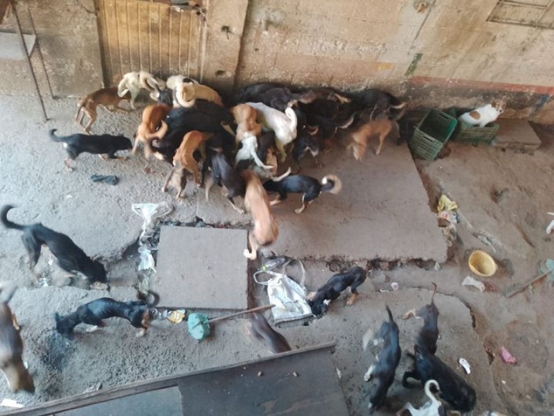 Rescatan a 45 perros que eran sacrificados para consumo humano