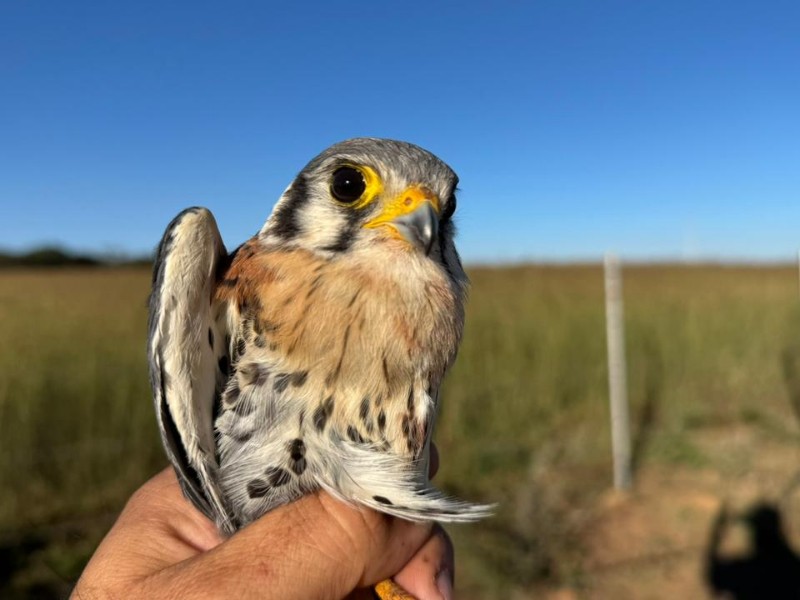 Rescatan a ave exótica y la reintegran a la naturaleza
