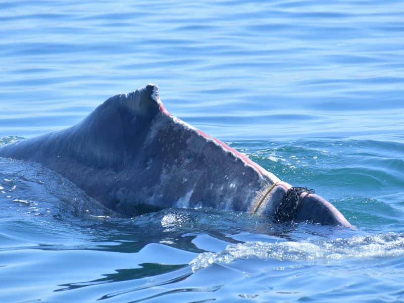 Rescatan a ballena jorobada