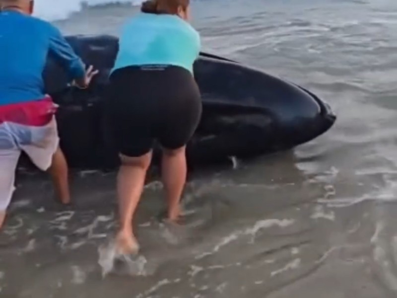 Rescatan a ballena varada en playa Paraíso