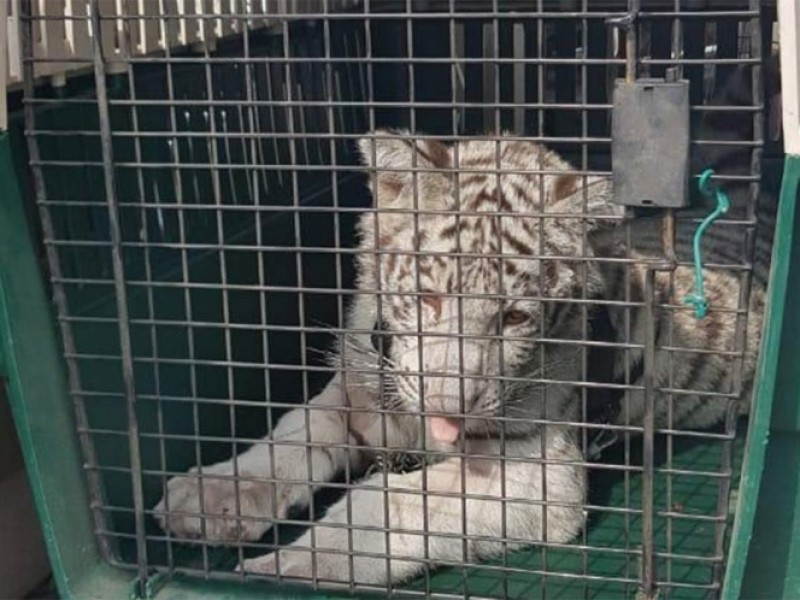 Rescatan a cachorro de tigre blanco durante cateo