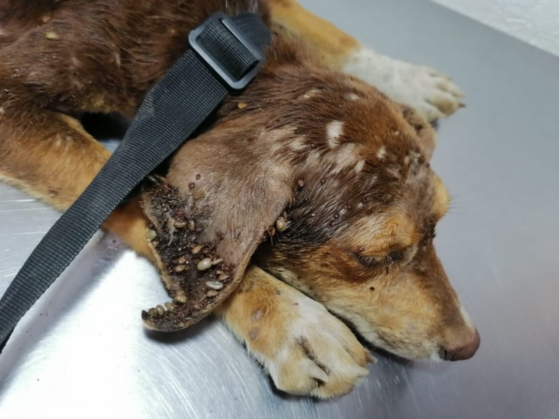 Rescatan a cachorro maltratado en zona norte