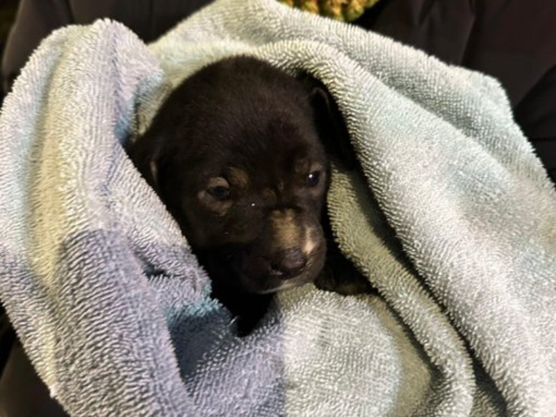 Rescatan a cachorro que se encontraba en barranca