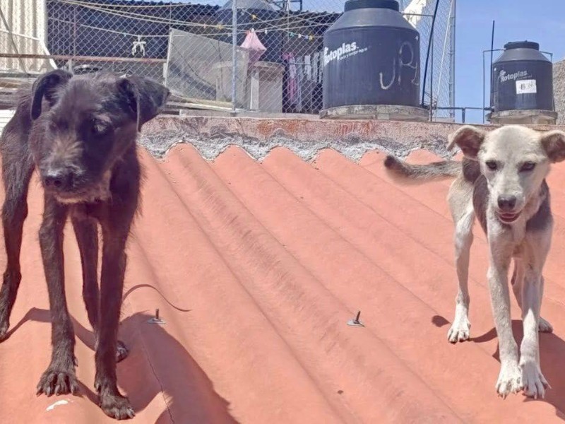Rescatan a perritos abandonados en el techo de una casa