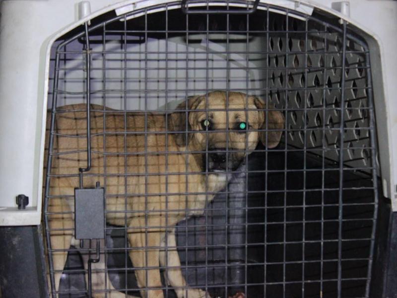 Rescatan a cinco perros durante cateo por maltrato animal en Tarímbaro