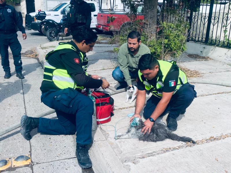 Rescatan a cuatro gatitos durante incendio en una vivienda en Los Mochis
