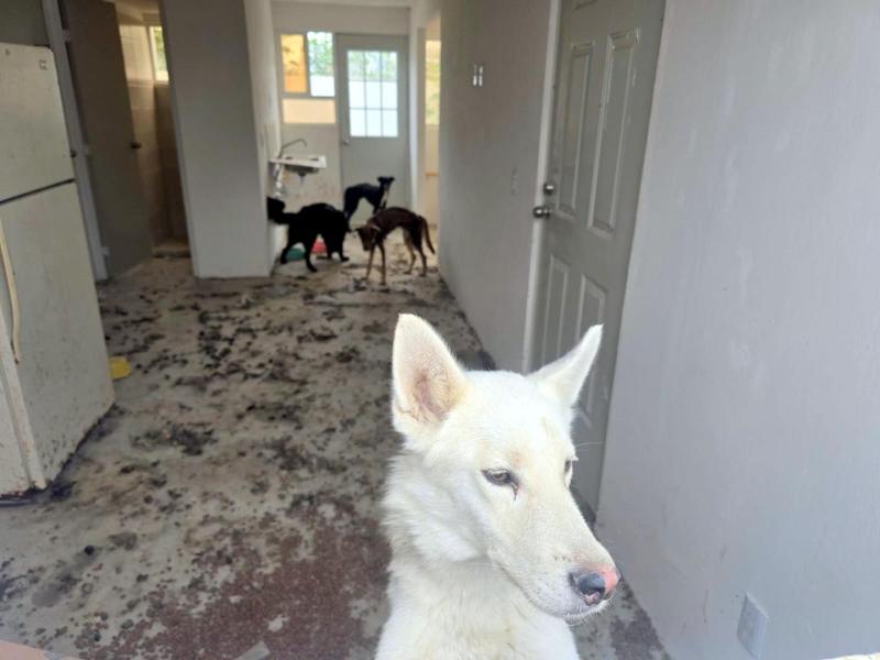 Rescatan a cuatro perros con signos de desnutrición en Tlajomulco