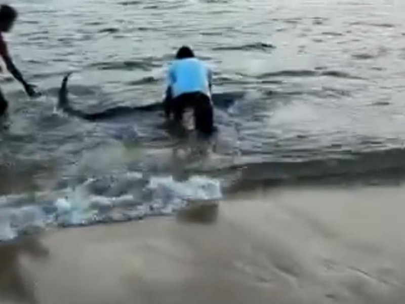 Rescatan a delfín desorientado en La Isla de Ixtapa