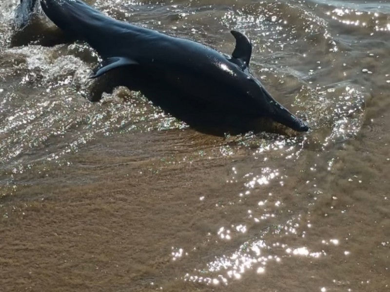 Rescatan a delfín en playa de Tecpan