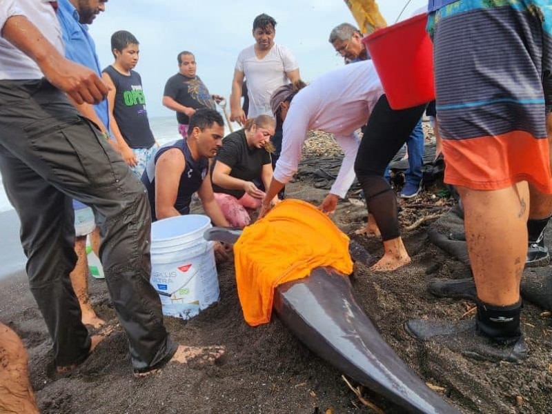 Rescatan a delfín encallado en Alvarado