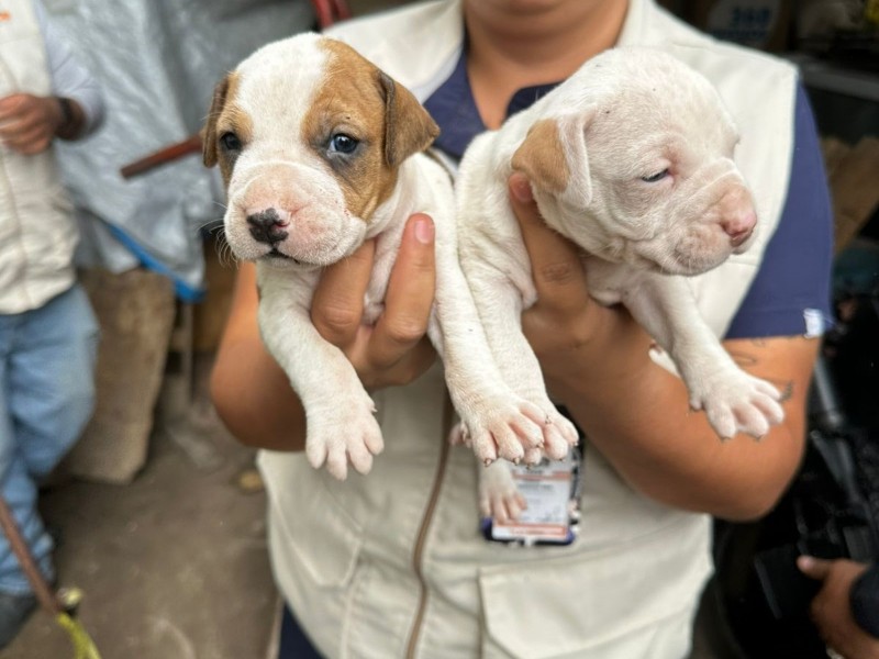 Rescatan a diez animales, víctimas de maltrato, en Tlajomulco