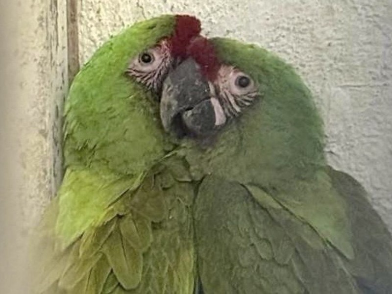 Dos guacamayas lesionadas fueron rescatadas en Tlaquepaque