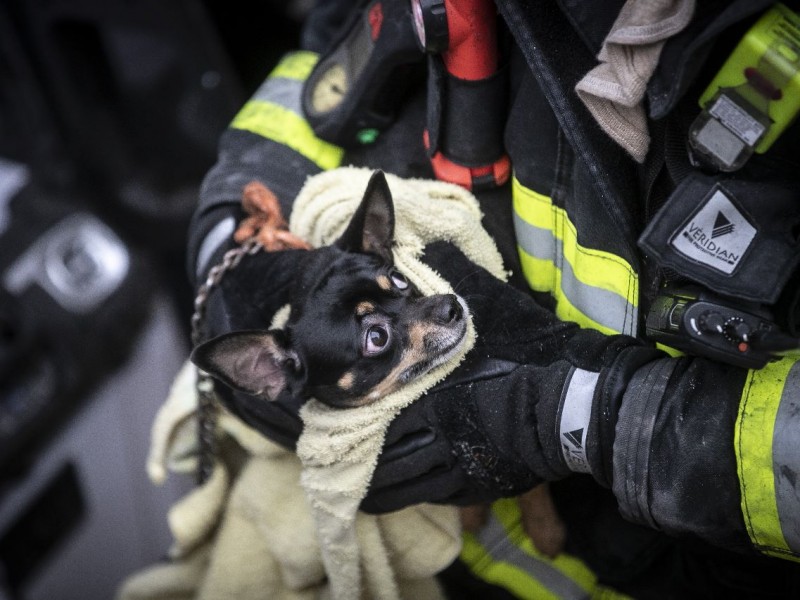 Rescatan a dos perritos en incendio de casa habitación