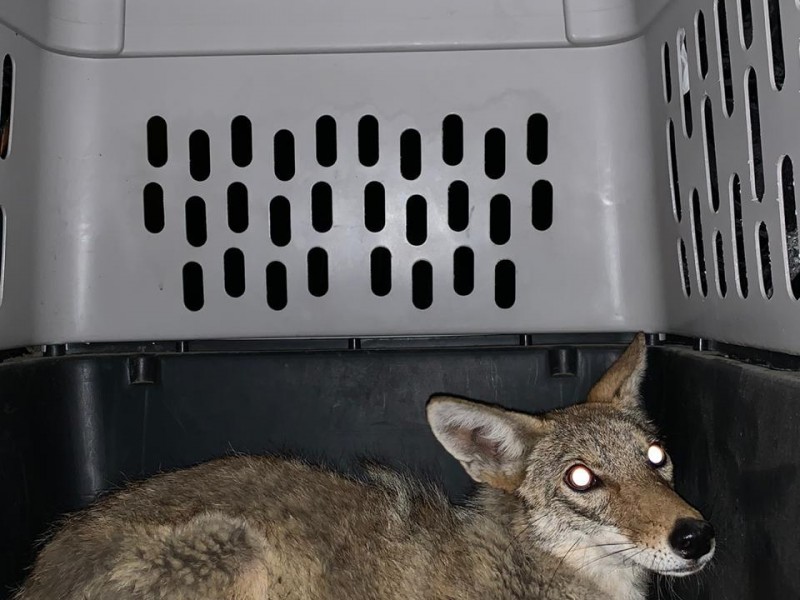 Rescatan a ejemplar de coyote atrapado en escuela de Amozoc
