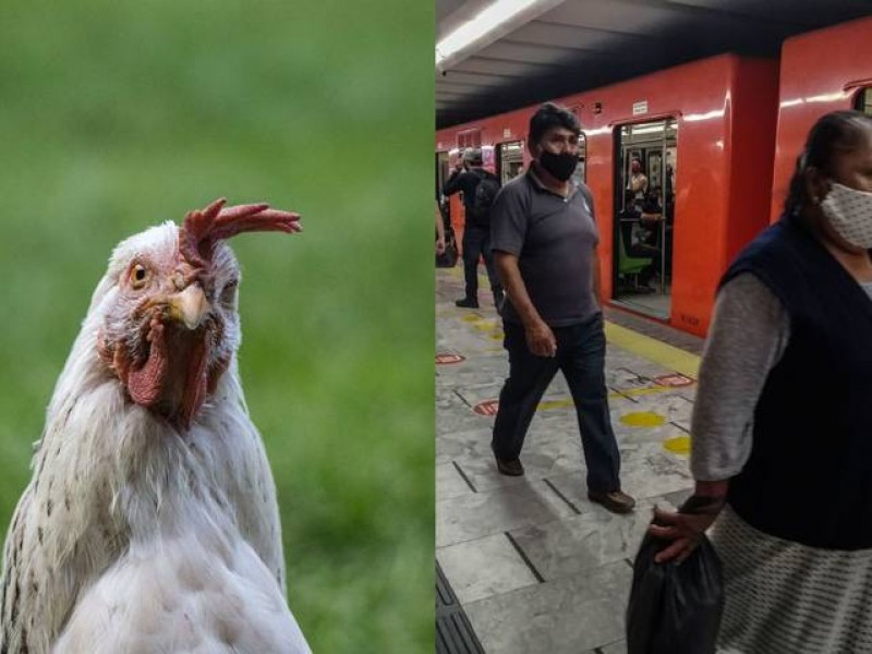 Rescatan a gallina de las vías del Metro de CDMX