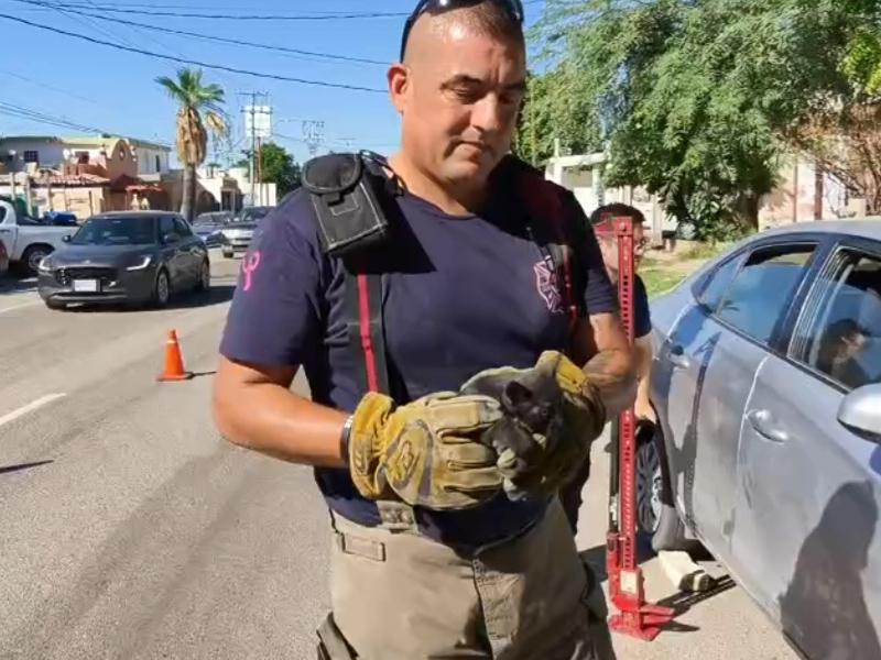 Rescatan a gato travieso que se metió al motor de un carro