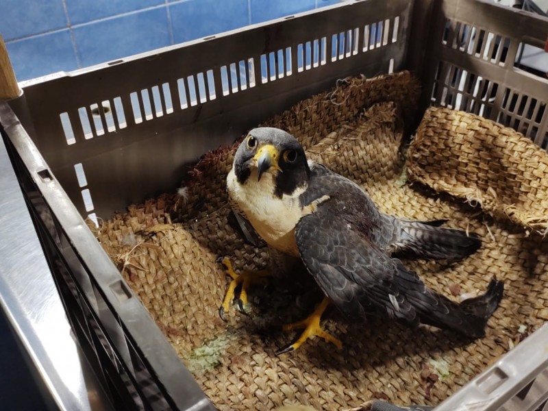 Rescatan a halcón peregrino en Guaymas, llega a carpintería lastimado