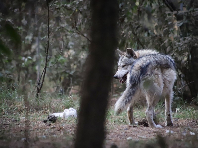 Rescatan a lobo gris en Tenancingo