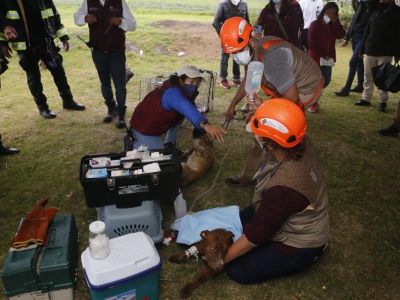 ¡Se logró! Rescatan a perritos que cayeron a socavón