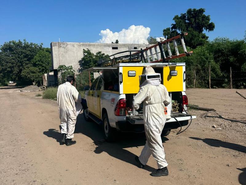 Rescatan a madre e hija rodeadas de abejas en Guasave