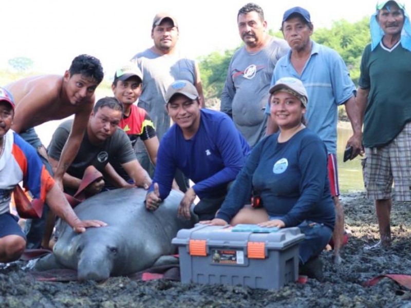 Rescatan a Manatí varado en el Usumacinta en Chiapas