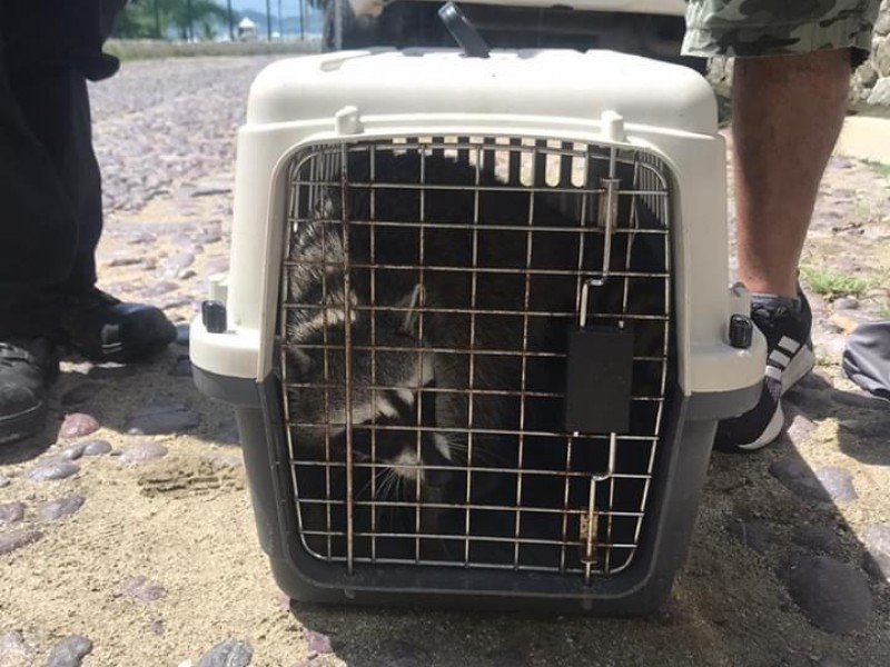 Rescatan a mapache herido en Manzanillo