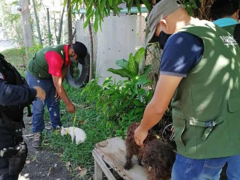 Rescatan a mascotas víctimas de maltrato en Veracruz