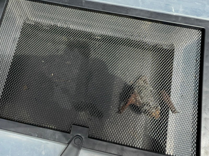 Rescatan a murciélago en el Parque Juárez, cayó sobre mochila de transeúnte