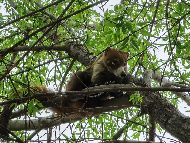 Rescatan a pequeño coatí en colonia Buenos Aires