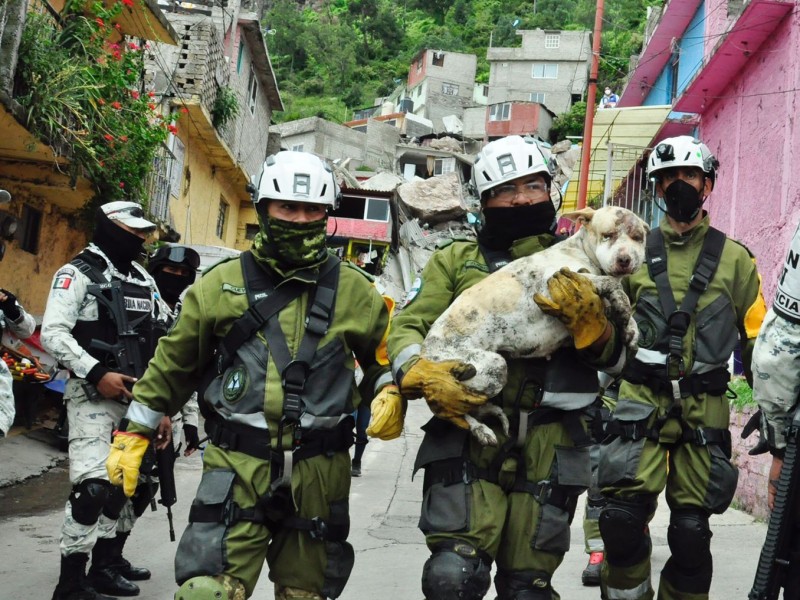 Rescatan a perrita del cerro del Chiquihuite