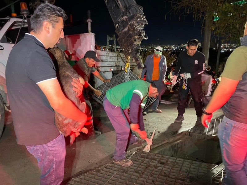 Rescatan a perrito en la Reforma Agraria