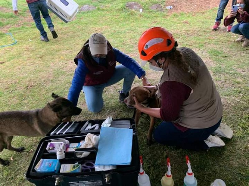 Rescatan a perritos del fondo del socavón