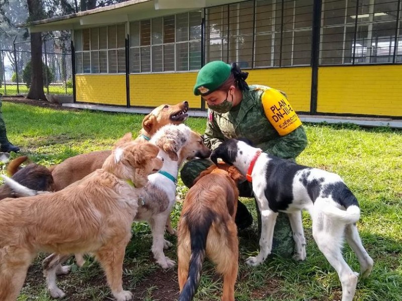 Rescatan a perritos en la construcción del aeropuerto Santa Lucía