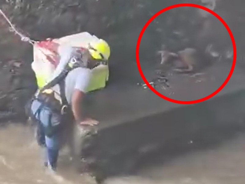 Rescatan a perro atrapado por la lluvia en Orizaba