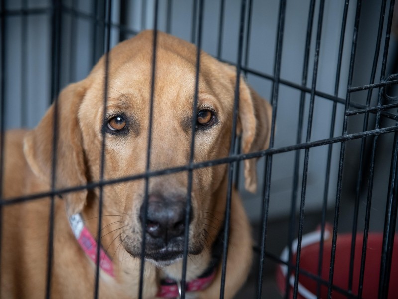Rescatan a perro de canadiense asesinada en libramiento de Querétaro