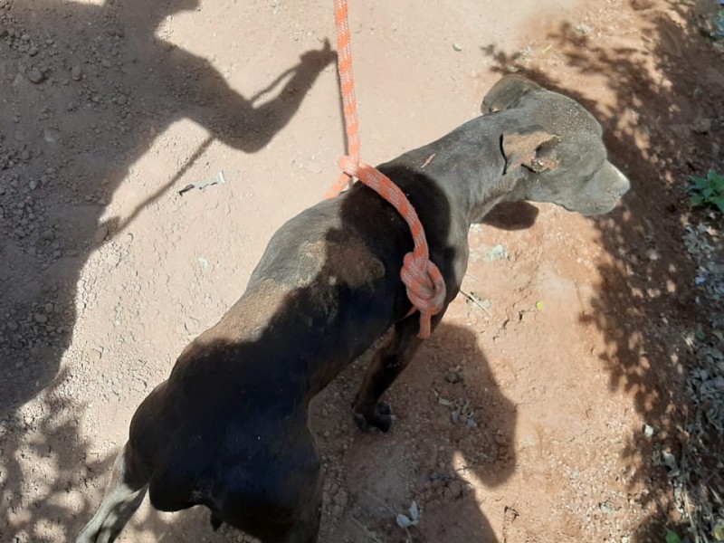 Rescatan a perro de fosa profunda