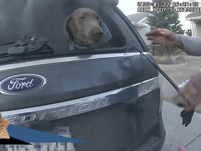 Rescatan a perro de un vehículo en llamas